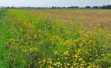 Inheemse kruiden zijn waardevol voor natuurlijke vijanden. gaasvliegen en lieveheersbeestjes.