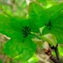 Grauwe Wilg Salix cinerea (familie: Salicaceae) Eigenschappen. Struik.