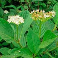 Blad met larve van lieveheersbeestje Veldesdoorn Acer campestre (familie: Aceraceae) Eigenschappen.