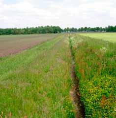 landschap vormden. Veel van deze mooie (en voor FAB waardevolle) bloemenranden zijn door een teveel aan meststoffen en door Slootkant met weinig diversiteit en klepelmaaien verdwenen.