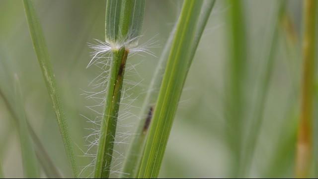 Tandjesgras Tandjesgras is een grassoort met een harig tongetje op de overgang van bladschede naar bladschijf, dat in dichte pollen groeit.