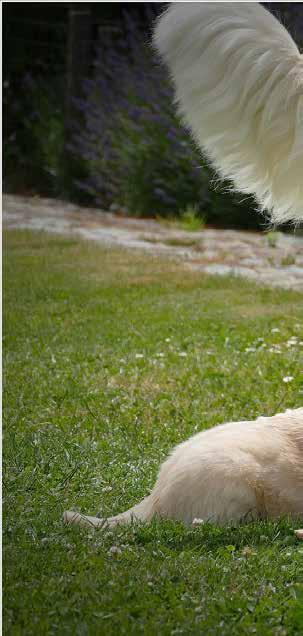 Vrienden der blinden Koksijde is een opleidingscentrum voor blindengeleidehonden. Het opleidingscentrum maakt deel uit van de vzw Het Federaal Werk De Vrienden der Blinden en Slechtzienden.