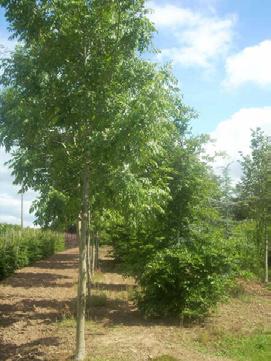 Alnus cordata