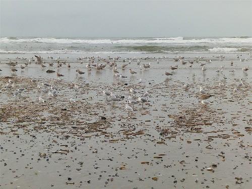 Verslag excursie Wijk aan Zee, Noordpier, 15 januari 2017 Tijd: 12.00 tot 14.30 uur Aantal deelnemers: 6 Weersomstandigheden: NW2, 4º C Er leken deze keer geen paardenanemonen op de pier te leven.