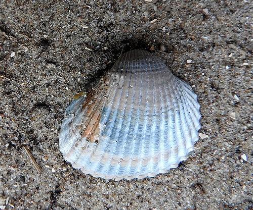 Halfgeknotte strandschelp (Spisula subtruncata). Algemeen. Ovale strandschelp (Spisula elliptica). Aanwezig. Stevige strandschelp (Spisula solida). Algemeen. Grote strandschelp (Mactra stultorum).