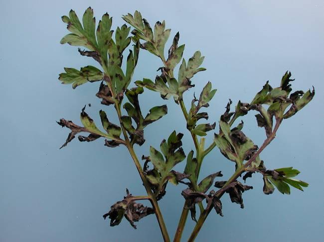 1 Delphinium De bladvlekken in Delphinium zijn als volgt beschreven Donkere paarszwarte kleine vlekjes op blad lager in de plant