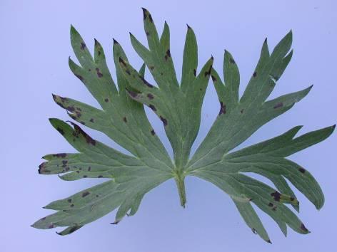 Symptomen: Van onderaf ontstaan op het blad onregelmatige, niet scherp begrensde, bruinzwarte bladvlekken die vaak omringd zijn met licht vergelend bladweefsel.