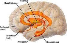 ANGST & HERSENEN Meerdere gebieden in de hersenen zijn betrokken bij