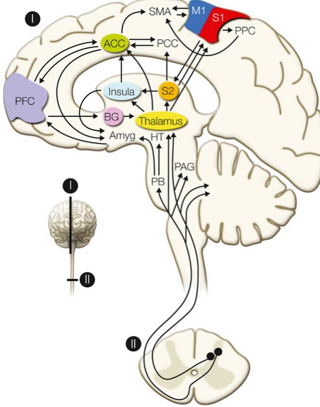 Pijngeleiding en modulatie en plasticiteit thv de hersenen
