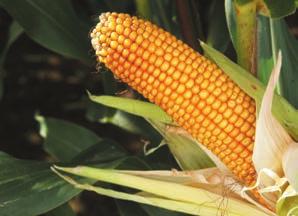 Montecristo - FAO 235-240 - Nieuwe topper met potentieel in de kuil Kweker: Monsanto Silo & CCM Vlotte jeugdgroei Massaal gewas Goed zetmeelaandeel Goede ziekteresistentie Goede tolerantie tegen