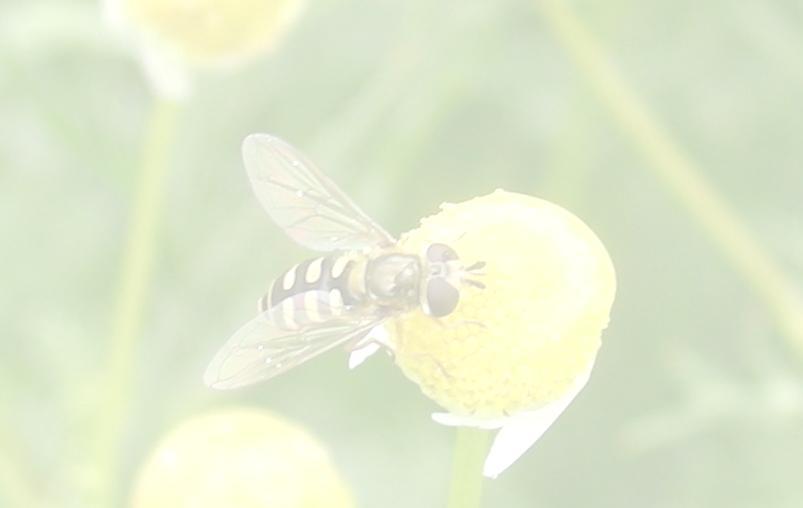 Zweefvliegen dulten pollen en nectr phidofge lrven crnivoor