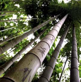 26 MOSO Bamboo Solida: een duurzame keuze! Om de duurzaamheid (milieu-impact) van een vloer te kunnen bepalen moet elke fase van de levenscyclus in acht worden genomen.