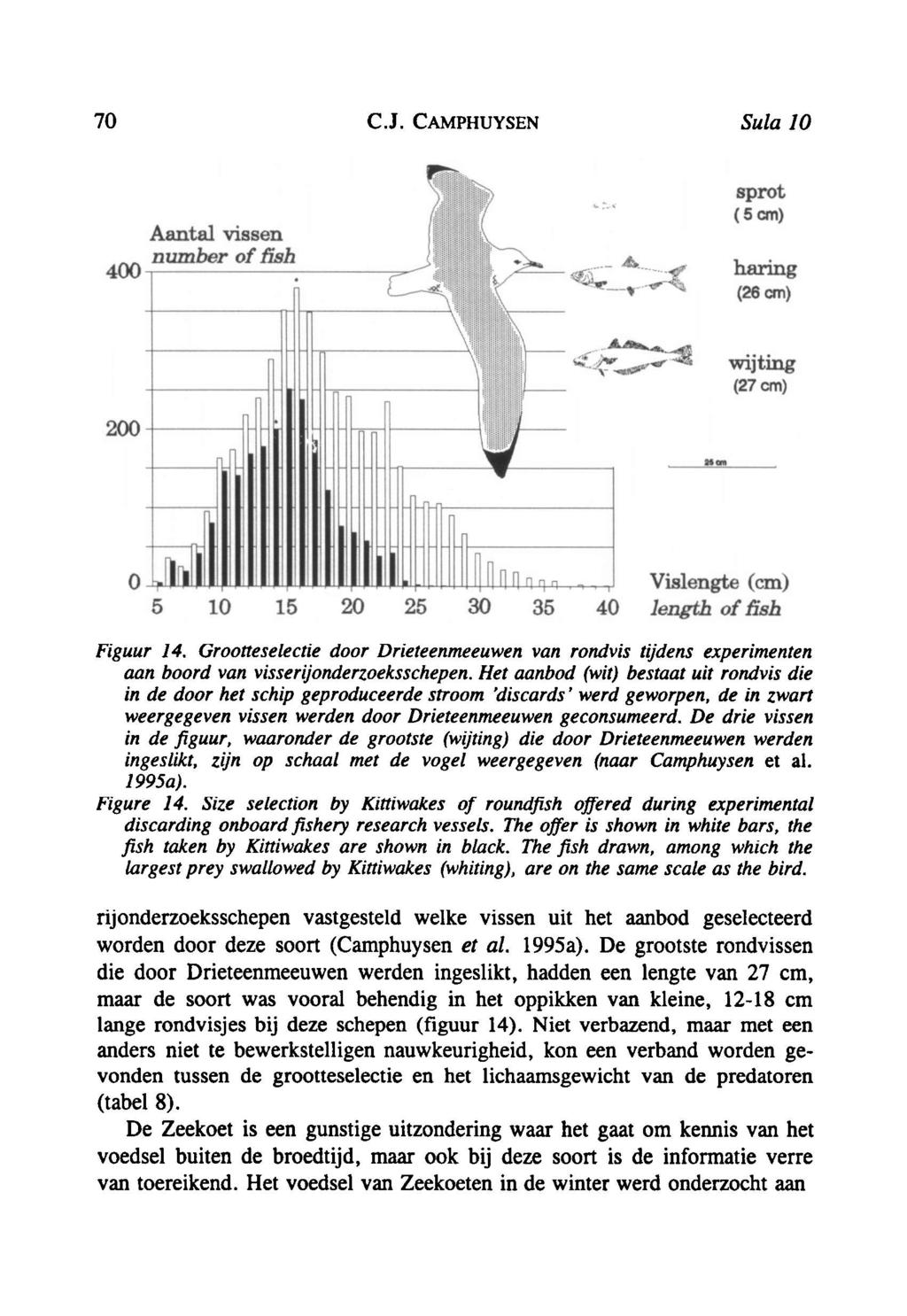 70 C.J. Camphuysen Sula 10 Figuur 14. Grootteselectie door Drieteenmeeuwen van rondvis tijdens experimenten aan boord van visserijonderzoeksschepen.