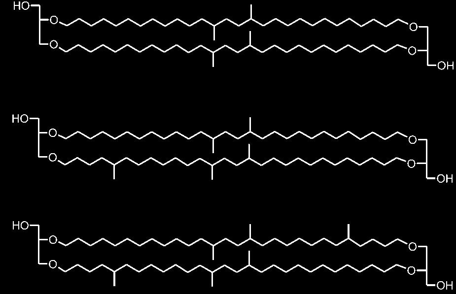 interior Hydrophilic head groups