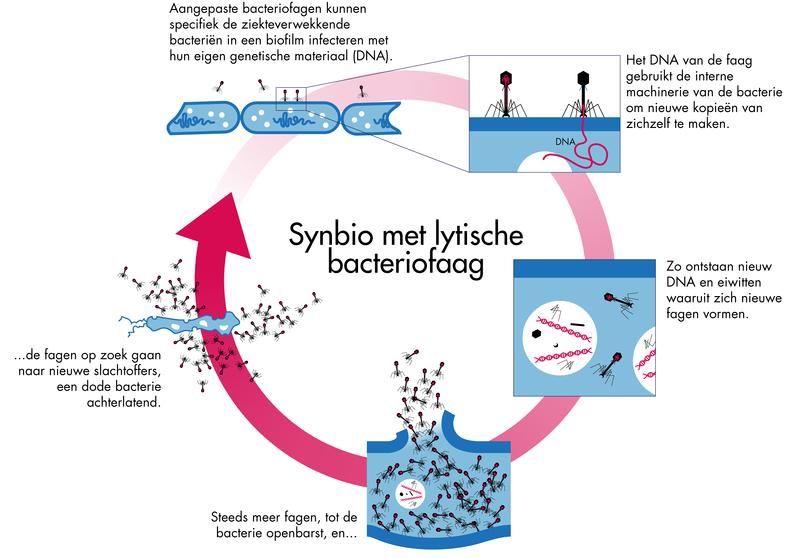 bij kan komen. Wetenschappers hebben, met behulp van synthetische biologie, fagen gemaakt die een biofilm herkennen en afbreken.