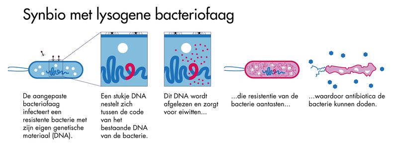 SCICOMVISUALS voor NEMO Kennislink Voorbeeld van een toepassing van synthetische biologie bij een lysogene bacteriofaag.