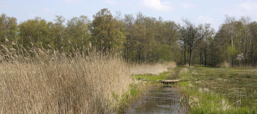 Werk uitvoeren voor natuur in Korenburgerveen Nieuwsbrief Natura 2000-gebied Korenburgerveen Nummer 3, november 2017 Het Korenburgerveen is een van de belangrijkste hoogvenen in Nederland.