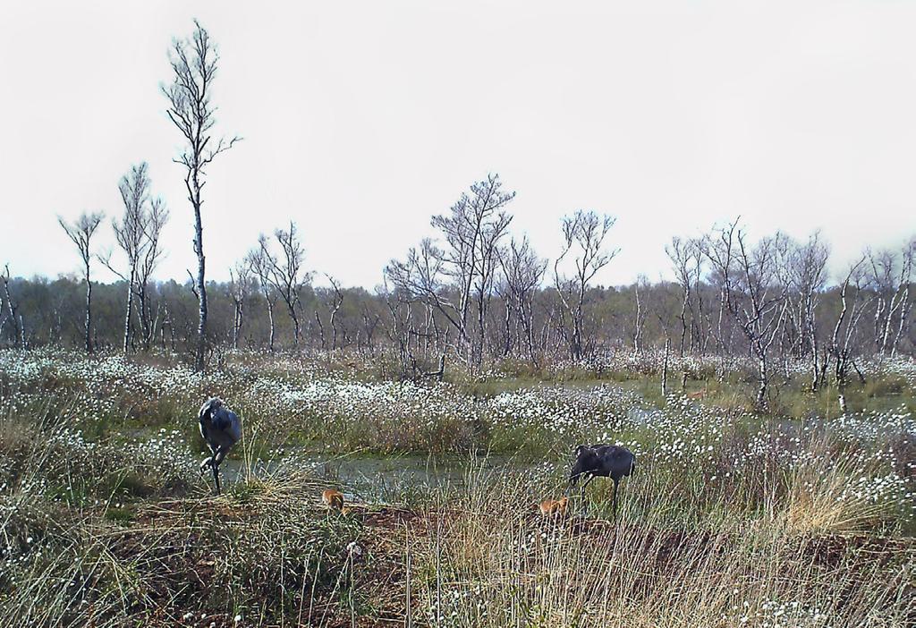 Jonge kraanvogels vliegen uit in het Korenburgerveen Voor het eerst in ruim honderd jaar zijn er weer kraanvogels groot geworden in het Korenburger veen.