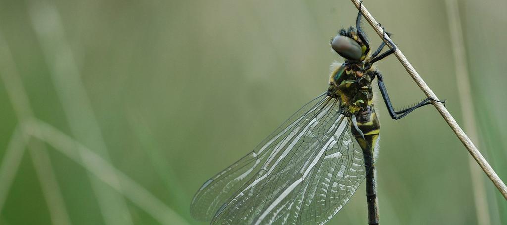 Hoogveenglanslibel Colofon Deze nieuwsbrief is een initiatief van de provincie Gelderland en komt tot stand in samenwerking met Waterschap Rijn en IJssel, Natuurmonumenten en gemeente Winterswijk.