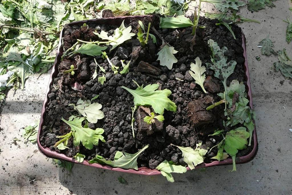 Na de teelt zijn de bami bakken uitgegraven zonder de grond te verstoren, dus