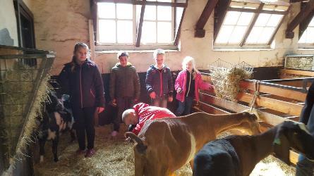 Bezoek aan de kinderboerderij groep 4 Groep 4 heeft een les dierverzorging gehad op de kinderboerderij.
