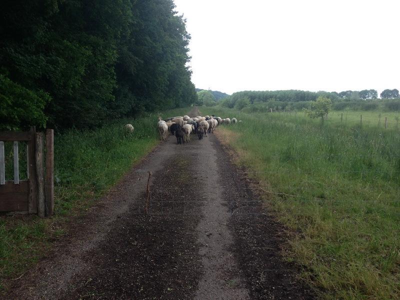 Wie het leuk vindt om een rustige halve of hele dag bij de schapen door te brengen, neme contact op met jd.maertens@chello.