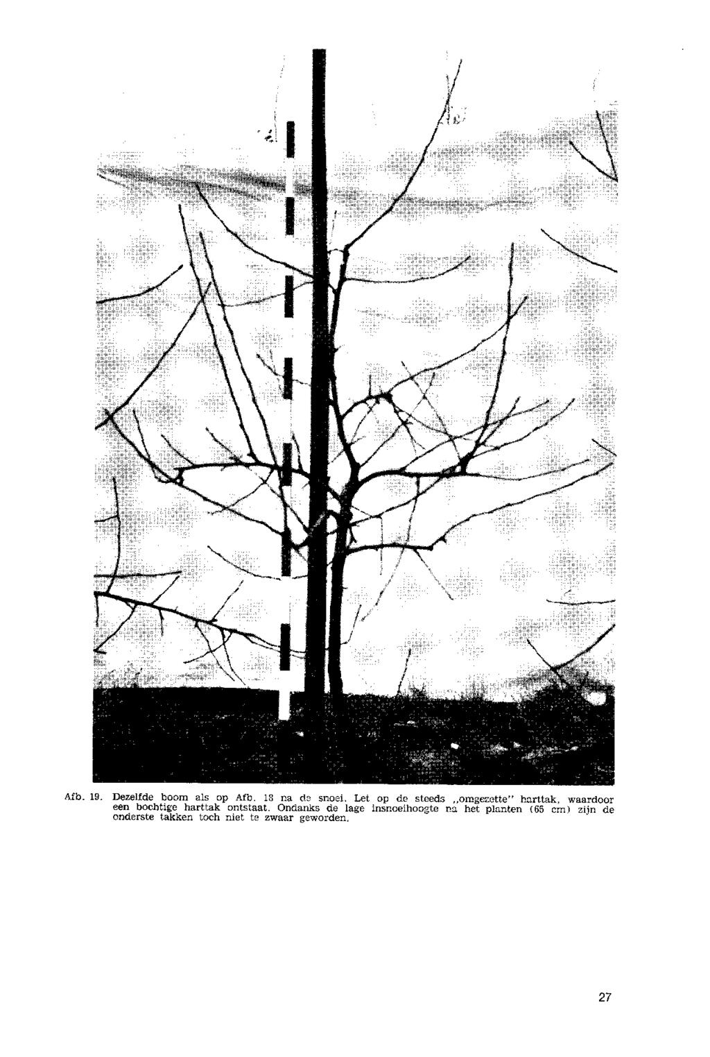 Afb. 19. Dezelfde boom als op Afb. 18 na de snoei.