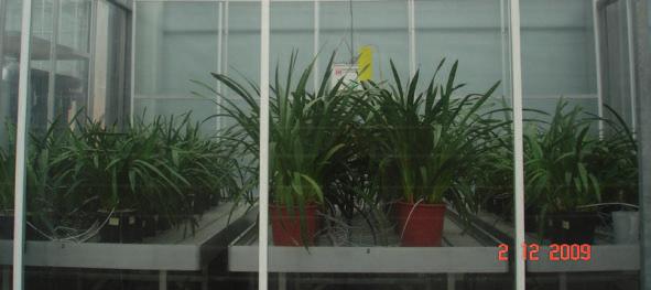 2 Materiaal en methode Op 9 november 2010 is de proef gestart. Jonge planten van 3 cultivars zijn willekeurig verdeeld over 6 proefkassen met drie temperaturen in twee herhalingen.