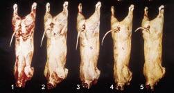 Bevleesdheid Voor de beoordeling van de bevleesdheid wordt gelet op de vorm en het volume van het karkas. Vooral de onderdelen stomp, rug, schouder, bovenbil en dikke lende worden beoordeeld.