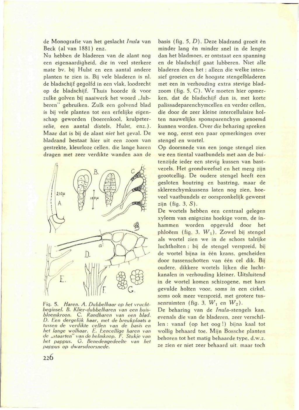 de Monografie van het geslacht Inula van Beek (al van 1881) enz. Nu hebben de bladeren van de alant nog een eigenaardigheid, die in veel sterkere mate bv.