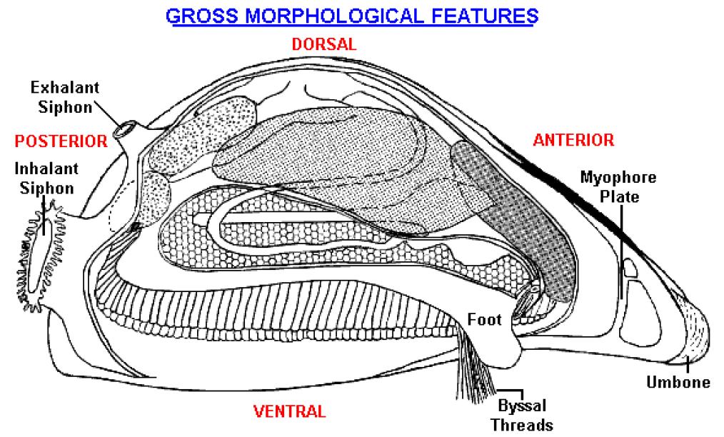 anatomy and physiology Crosier DM, Molloy DP (2016) Zebra mussel: Life History