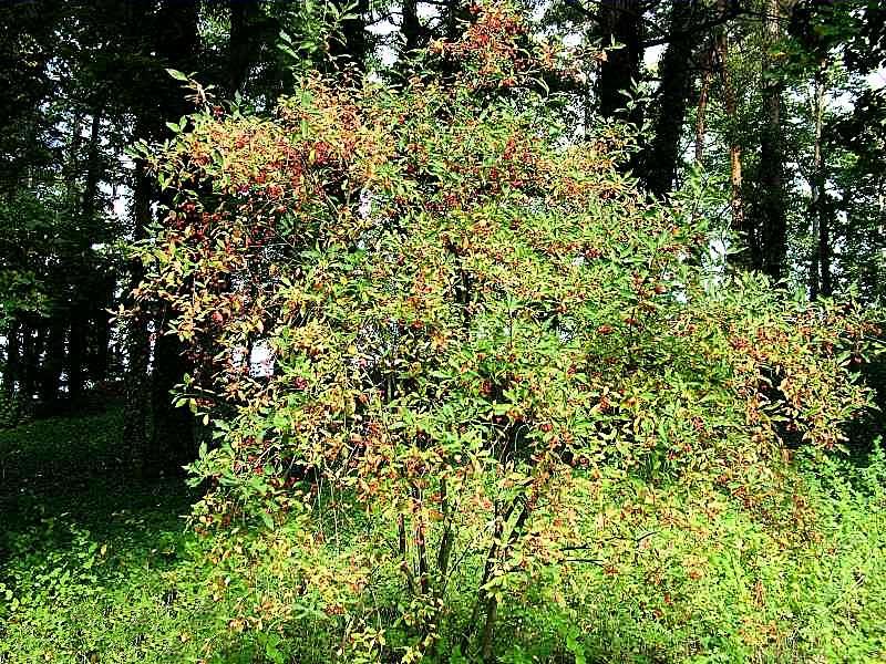 Euonymus europaeus kardinaalsmuts