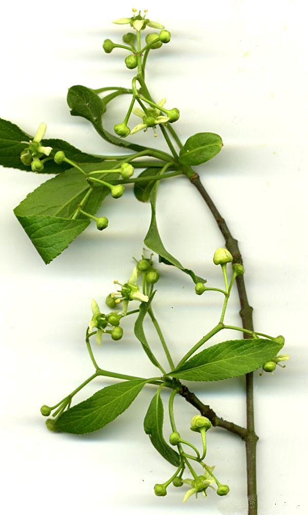 Euonymus