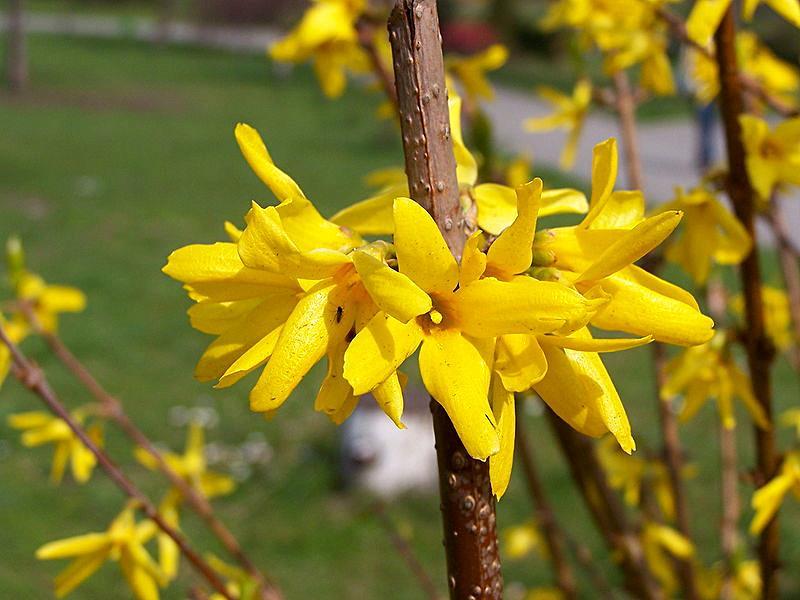 bloemen voor de