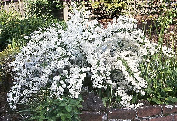 sierlijk gebogen bloemrijke