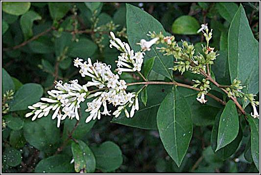 Ligustrum