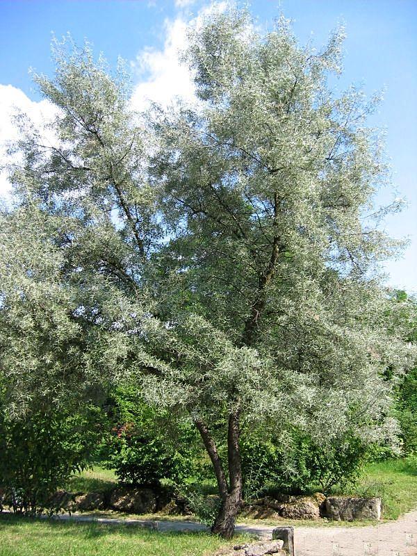 Elaeagnus angustifolia olijfwilg