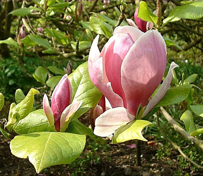 Magnolia soulangeana