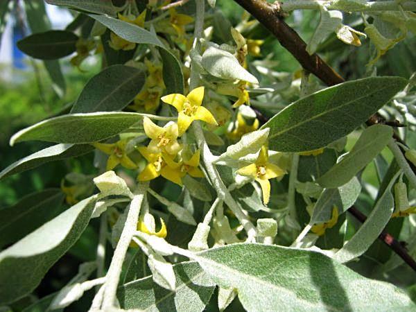 Elaeagnus angustifolia Gele stervormige