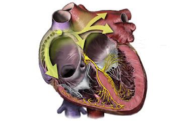 2. Het linkerhartoortje Het linkerhartoortje is een kleine uitstulping van de voorkamer van het hart zonder essentiële functie (zie figuur : left atrial
