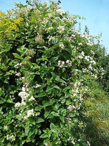 Clematis vitalba