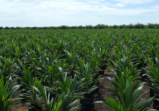 De productievolumes van rubber, thee en bananen zetten hun groei van de eerste jaarhelft verder.