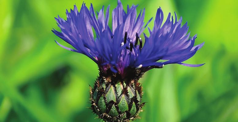 Wettelijke Onderzoekstaken Natuur & Milieu Greet Overbeek LEI Wageningen UR WOt-paper 27 Josine Donders Alterra Wageningen UR Janneke Vader LEI Wageningen UR februari 2014 Energiek aan de slag