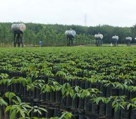 SIPEF Bij SIPEF (AvH 30,25%) werd de tendens van algemeen stijgende palmolieproducties ook in het derde kwartaal verdergezet.