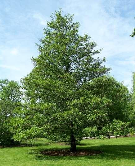 Alnus glutinosa Zwarte els Fraxinus =