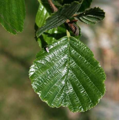 Alnus glutinosa