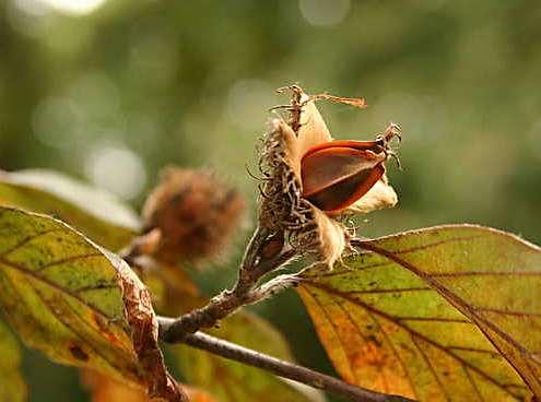 Fagus sylvatica