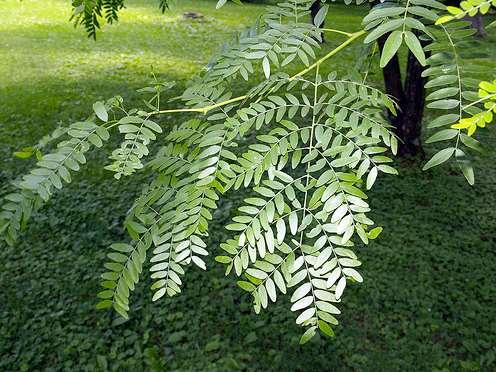 Gleditsia triacanthos Groot