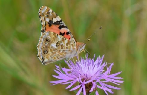 Bruin blauwtje (Aricia agestis) De staartblauwtjes werden dit jaar op 2 plaatsen binnen ons gebied waargenomen. Het bruin blauwtje werd in Tegelen gezien.