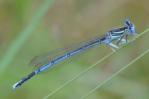 Azuurwaterjuffer (Coenagrion puella) 8. Kleine roodoogjuffer (Erythromma viridulum) 9. Vuurjuffer (Pyrrhosoma nymphula) 10. Koraaljuffer (Ceriagrion tenellum) 11.